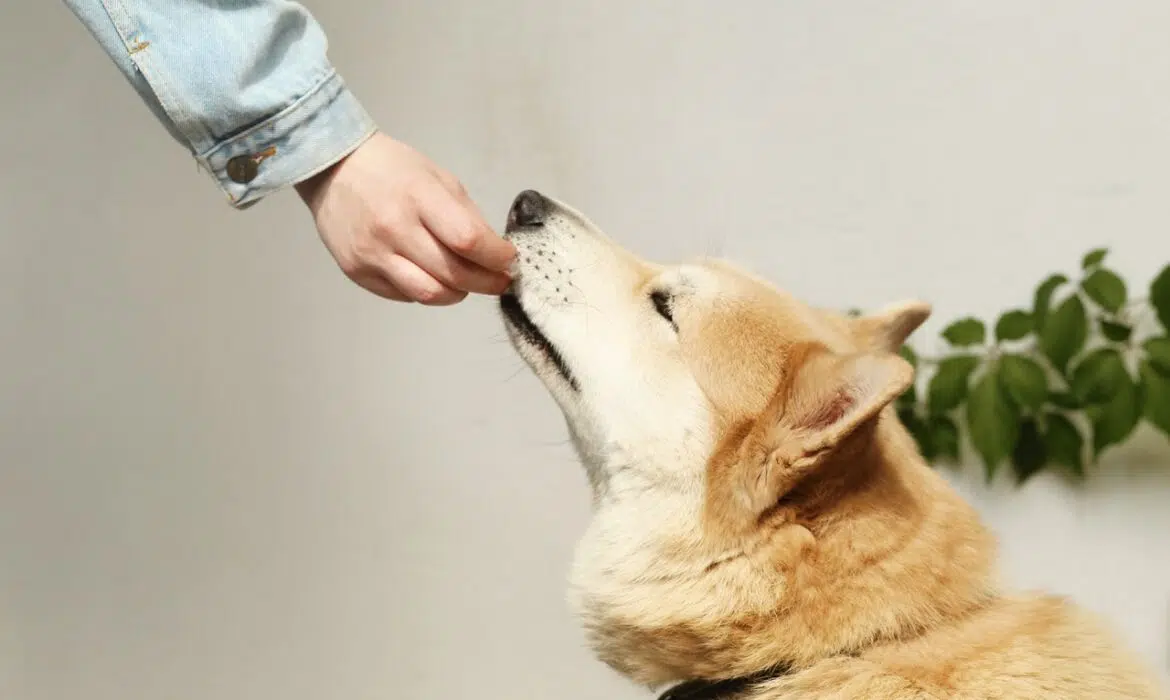 Bienfaits des croquettes sans céréales pour chien