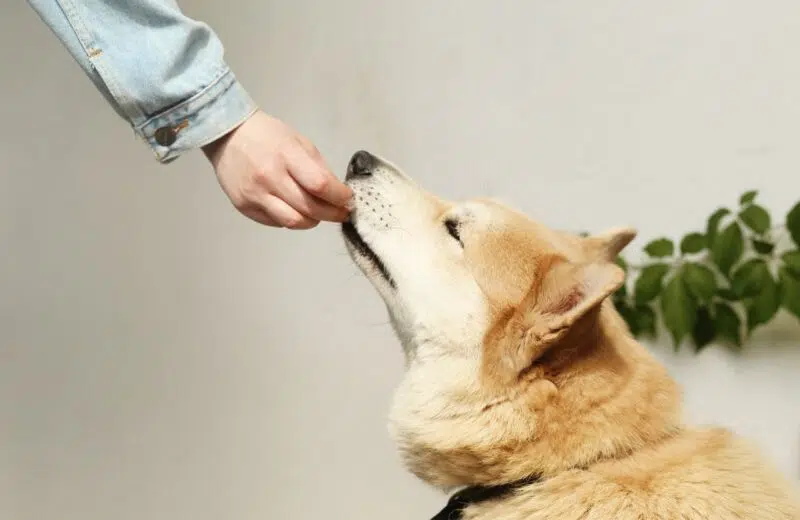 Bienfaits des croquettes sans céréales pour chien