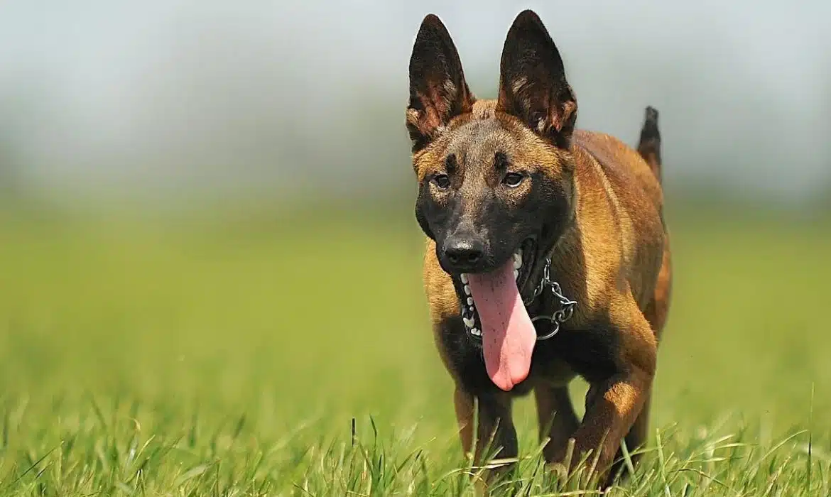 Les différentes gammes de croquettes pour chien Malinois : quelles sont les meilleures