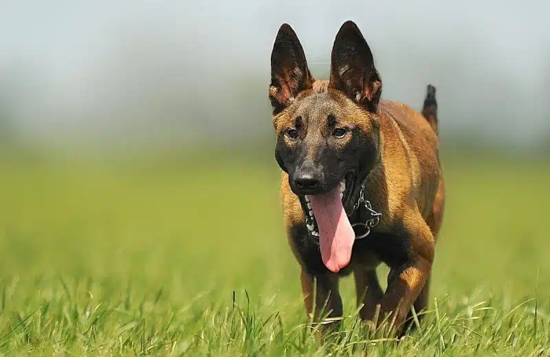 Les différentes gammes de croquettes pour chien Malinois : quelles sont les meilleures