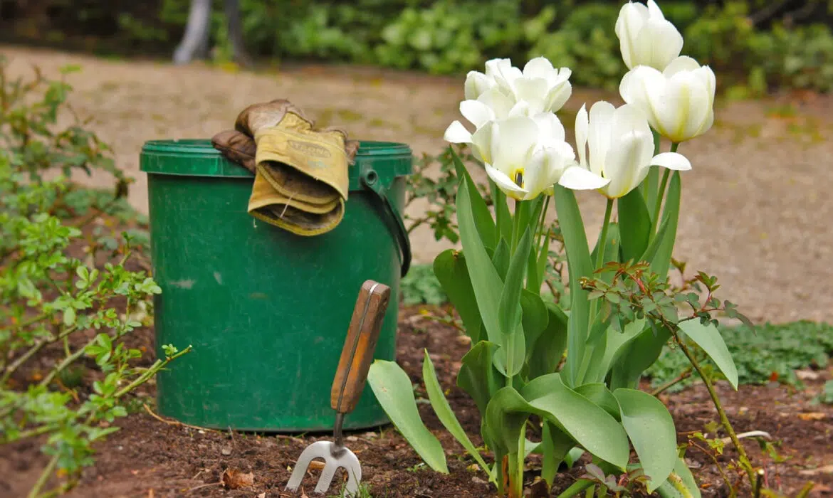 La culture hydroponique : le jardinage sans contrainte