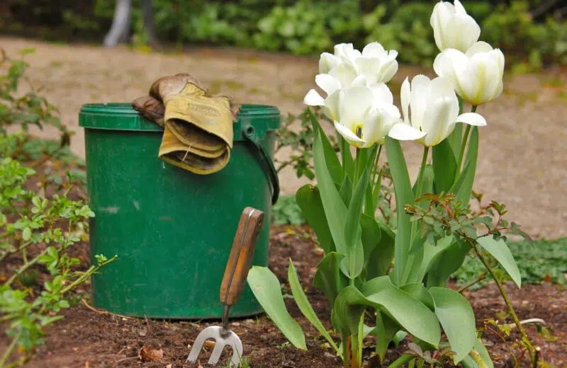 La culture hydroponique : le jardinage sans contrainte