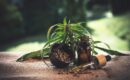 Quel usage pour le CBD ?