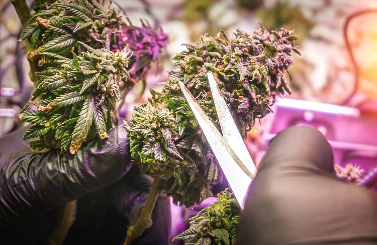 Comment utiliser les fleurs de CBD ?