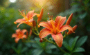 Comment cultiver des fleurs tropicales chez vous