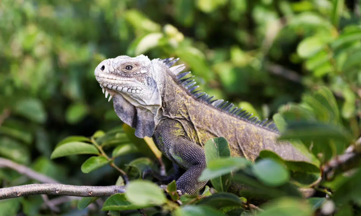 Qu’est-ce qui est dangereux en Guadeloupe ?