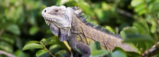 Guadeloupe