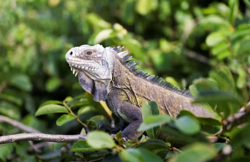 Qu’est-ce qui est dangereux en Guadeloupe ?