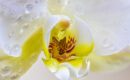 Comment refaire des racines à une orchidée ?