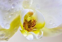 Comment refaire des racines à une orchidée ?