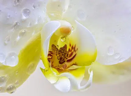Comment refaire des racines à une orchidée ?