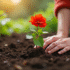 Personne plantant une begonia en jardin ensoleille