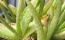 Aloe vera qui jaunit ?