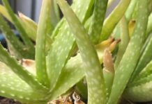 Aloe vera qui jaunit ?