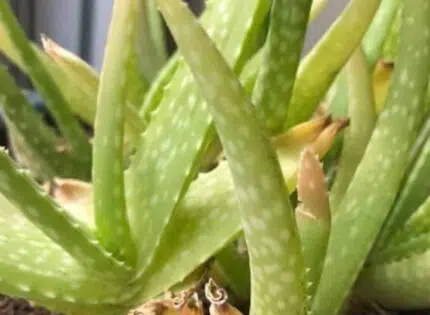 Aloe vera qui jaunit ?