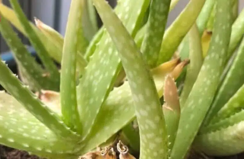 Aloe vera qui jaunit ?