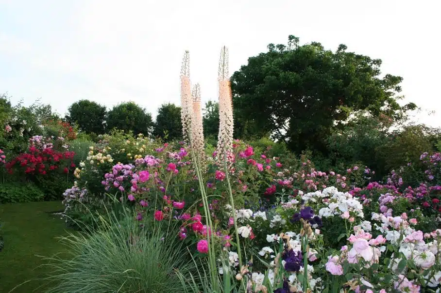 Rosiers buissons : comment les mettre en valeur dans votre jardin ?